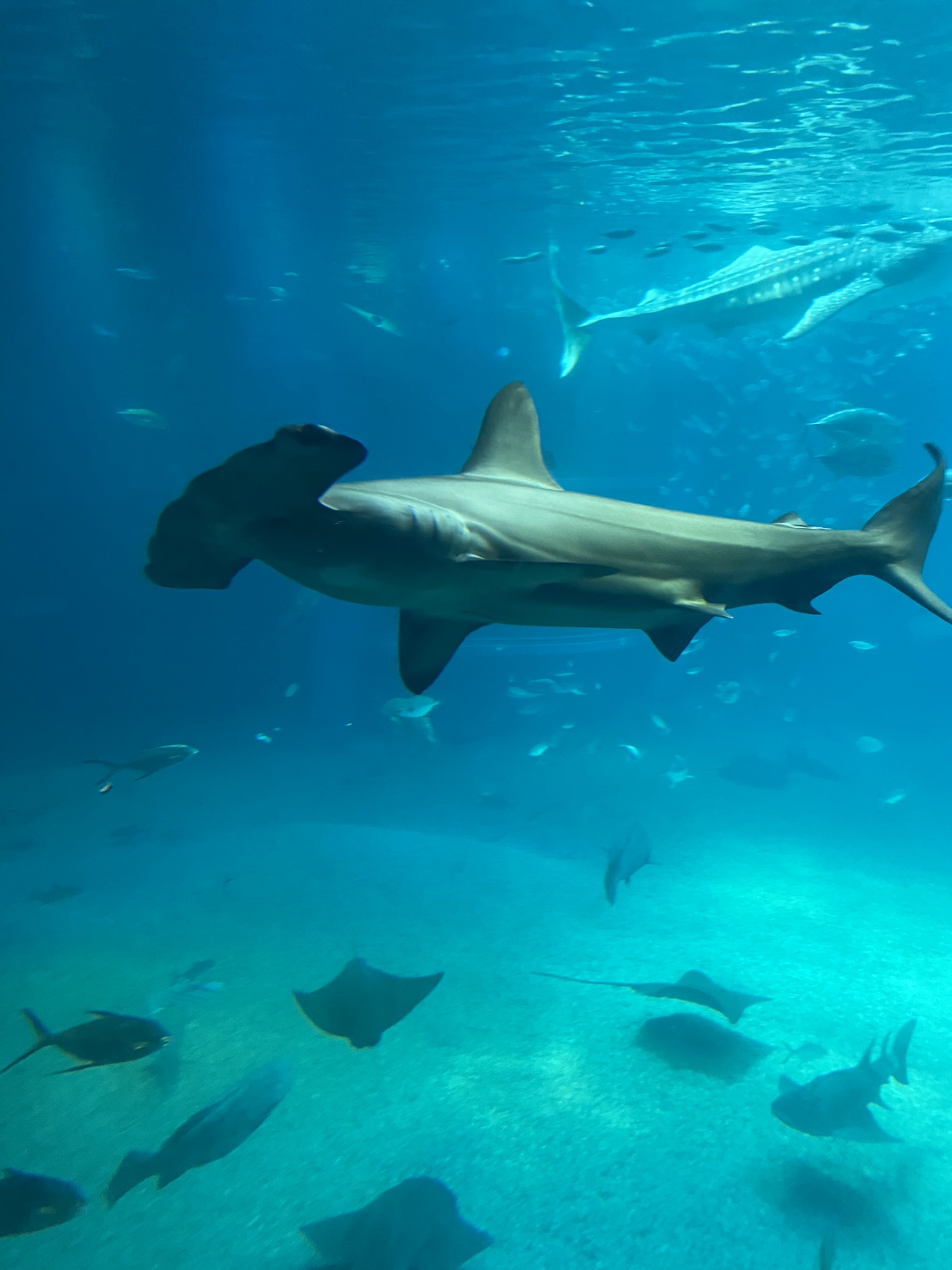 Hammerhead shark at the Osaka Aquarium