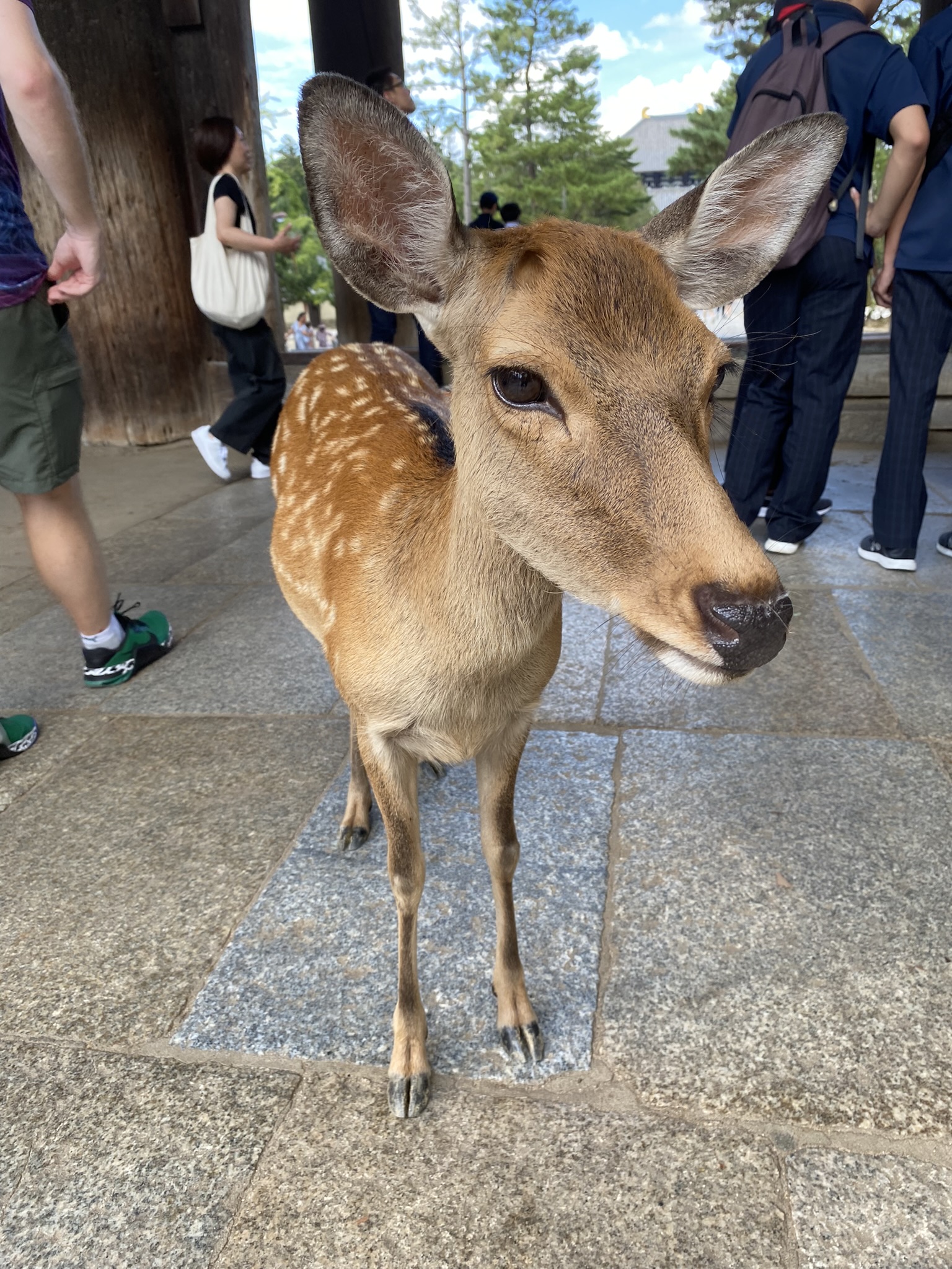 A friendly deer in Nara