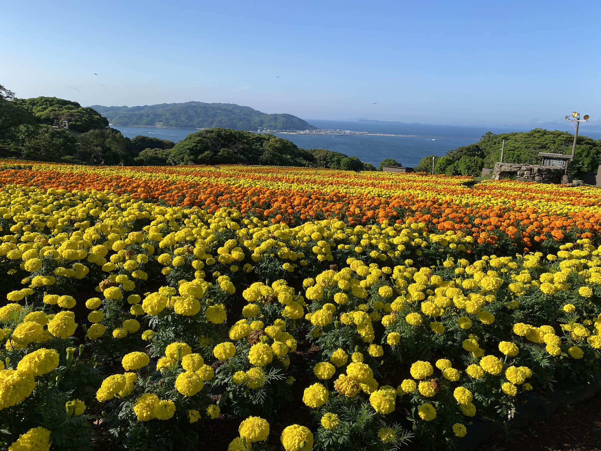 Flower fields on nokonoshima